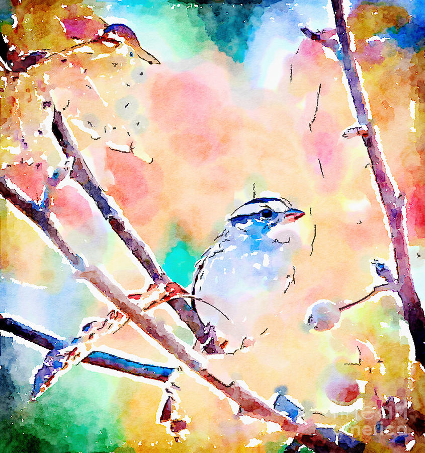White-throated Sparrow - Watercolor Art Painting by Kerri Farley