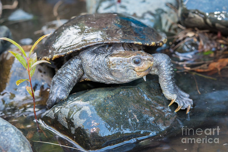 White-throated Turtle Photograph by B.G. Thomson