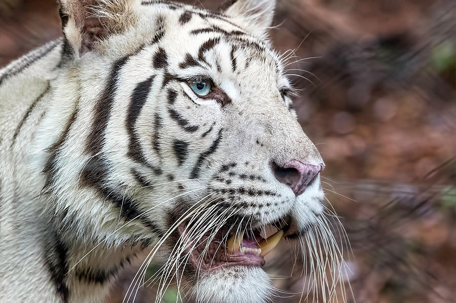 White Tiger 1 Photograph by Nadia Sanowar