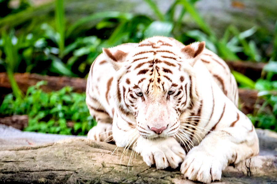 White Tiger 18 Photograph By Jijo George - Fine Art America