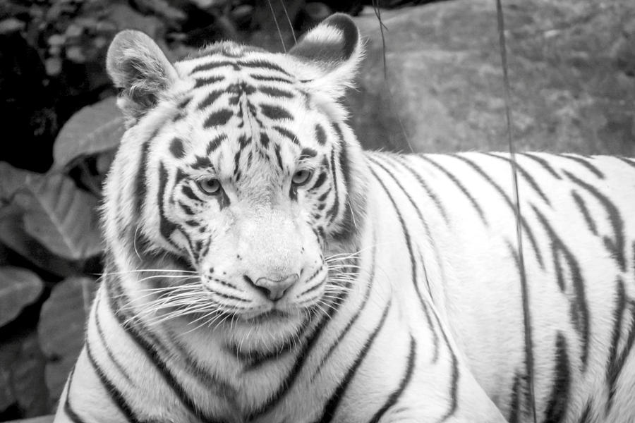 White Tiger 3 Photograph