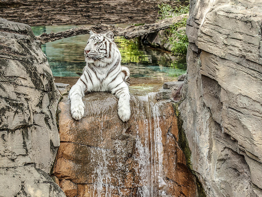 White Tiger Photograph by Al Hurley