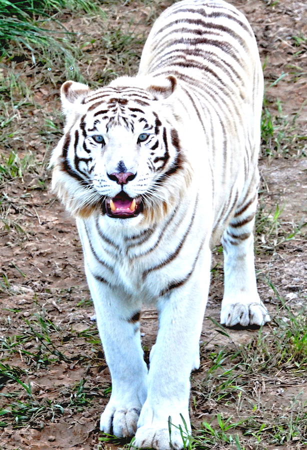 White Tiger Photograph by Amy McDaniel