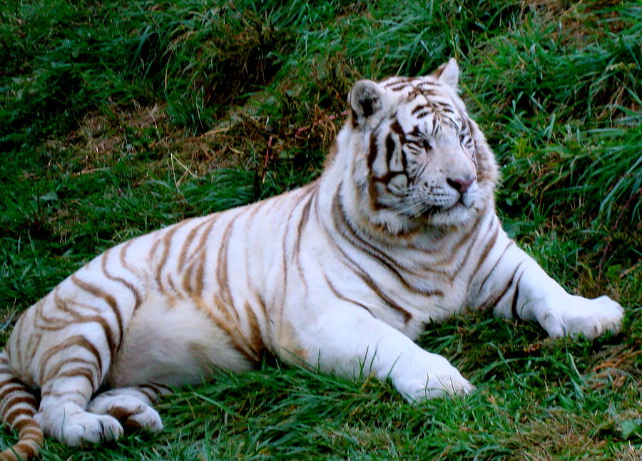 White Tiger Photograph by Arlane Crump - Fine Art America