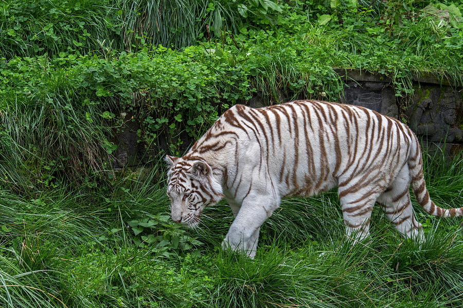 White Tiger Photograph by Arterra Picture Library