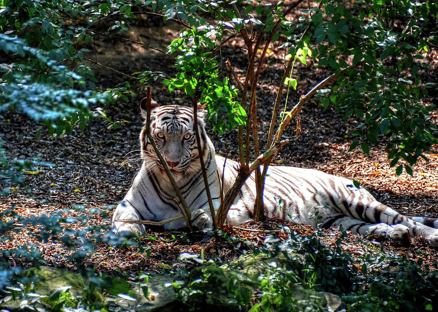 White Tiger beauty Photograph by Ronda Ryan