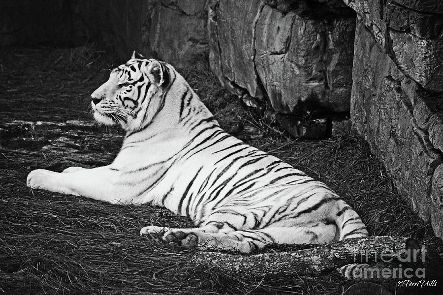 White Tiger black-white Photograph by Terri Mills