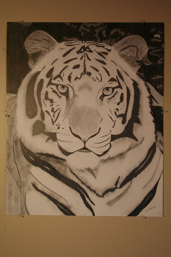White Tiger Drawing - White Tiger by Brandy LeBlue