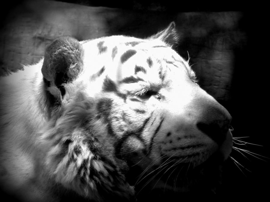 White Tiger BW Photograph by Amanda Eberly