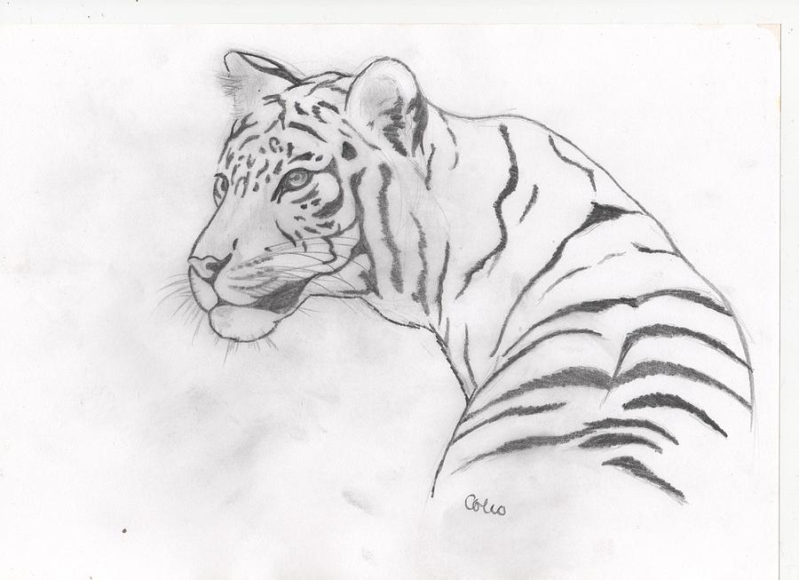White Tiger Drawing by Colin Hockless