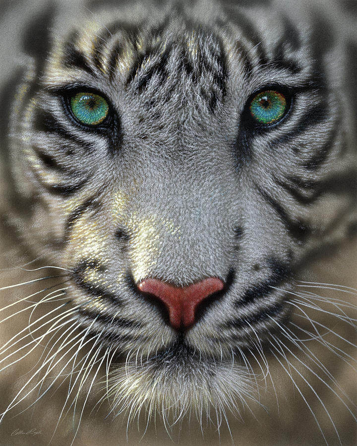 Tiger Painting - White Tiger by Collin Bogle