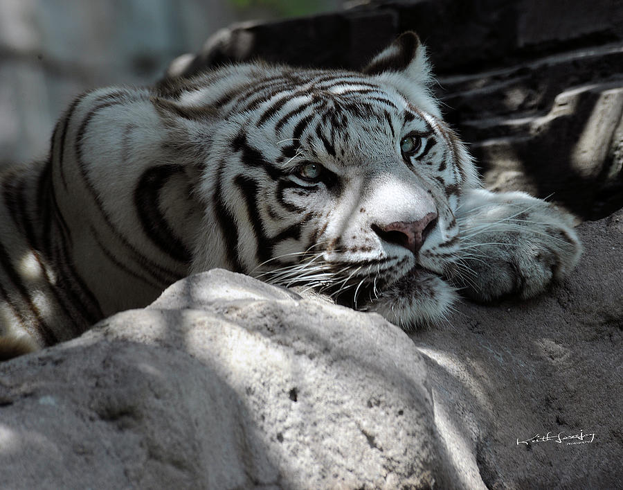 White Tiger Contiplation Photograph by Keith Lovejoy