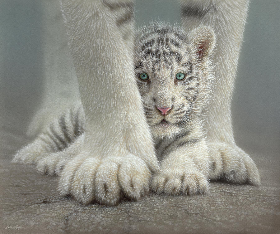 White Tiger Cub - Sheltered Painting by Collin Bogle