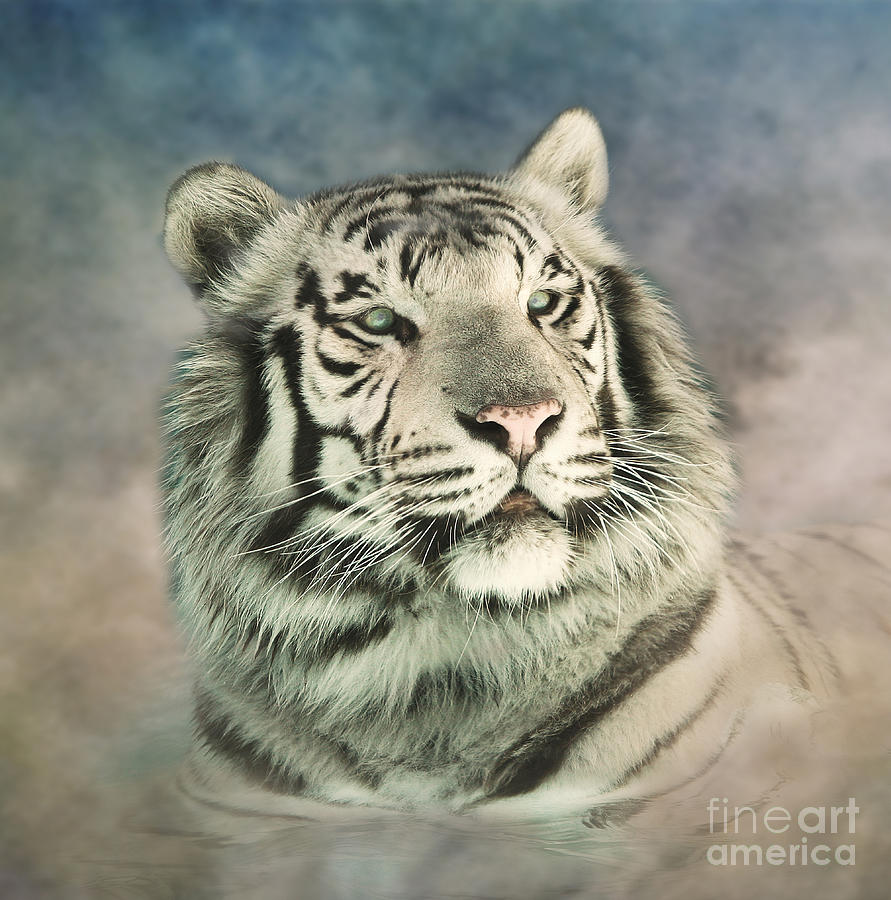Tiger Photograph - White Tiger Digitally Painted Photograph by Clare VanderVeen