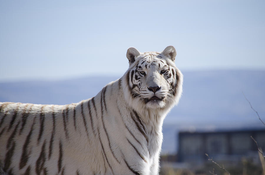 White Tiger Photograph by Erik Burg