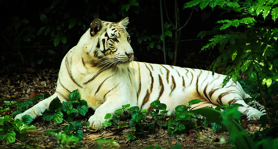 White Tiger Photograph by Frank Lee