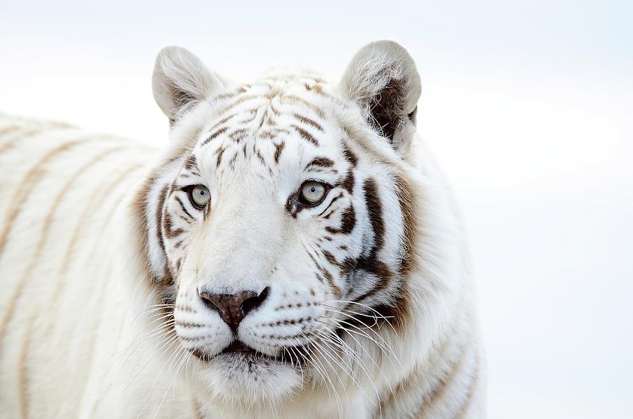 White Tiger Gaze Photograph by Debra Sabeck
