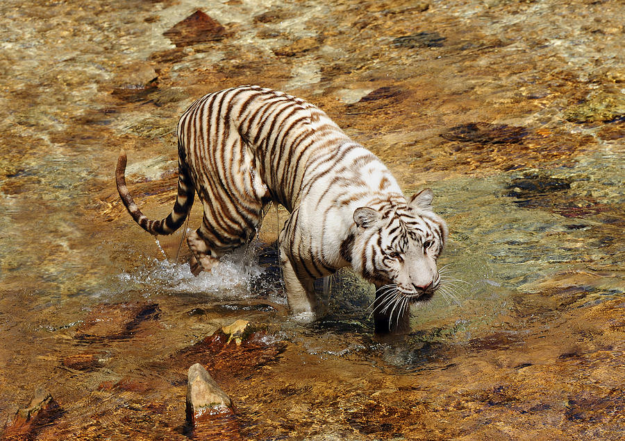 White tiger Photograph by Gouzel -