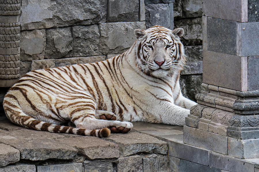 White Tiger in India Photograph by Arterra Picture Library