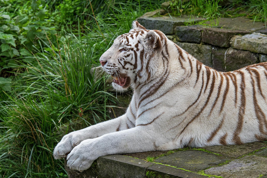 White Tiger in Temple Photograph by Arterra Picture Library