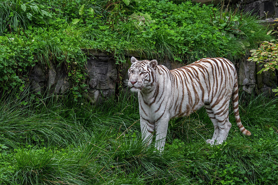 White Tiger in Temple Ruin Photograph by Arterra Picture Library