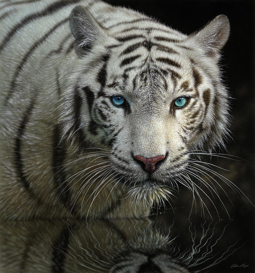 White Tiger - Into the Light Painting by Collin Bogle