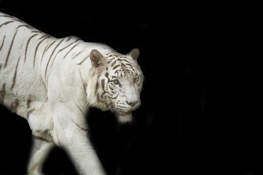 Nature Photograph - White Tiger by Jijo George