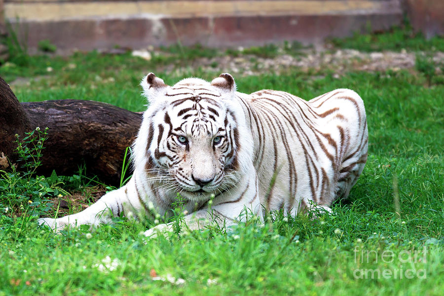 Animal Photograph - White Tiger by John Rizzuto
