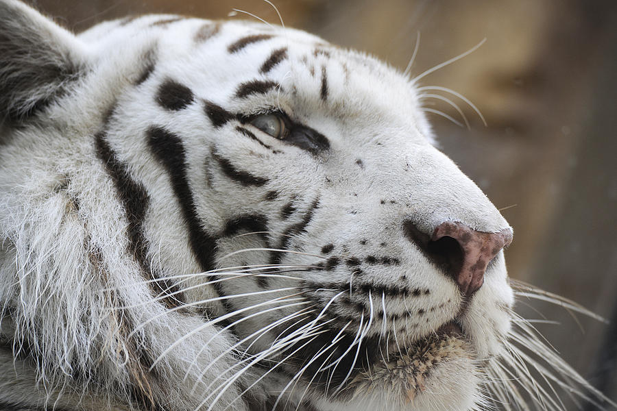 White Tiger Photograph by Keith Lovejoy