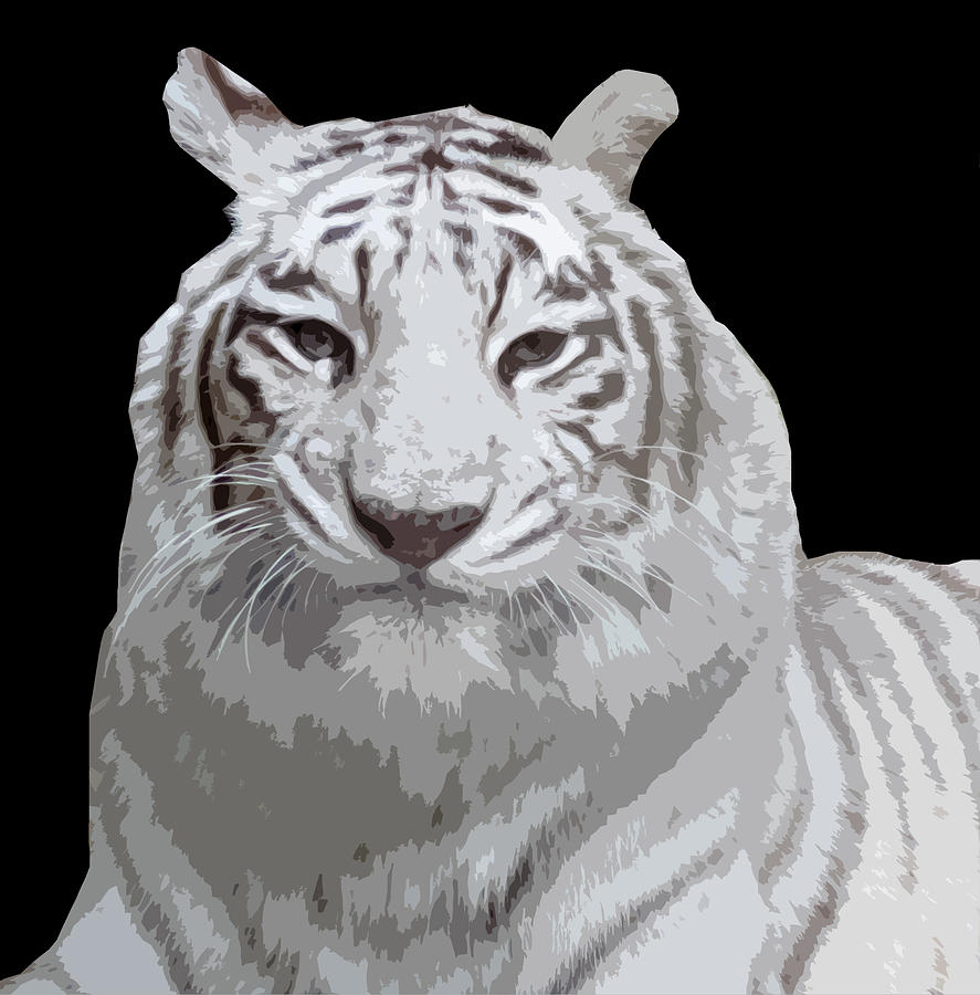 White Tiger Photograph by Laurel Powell