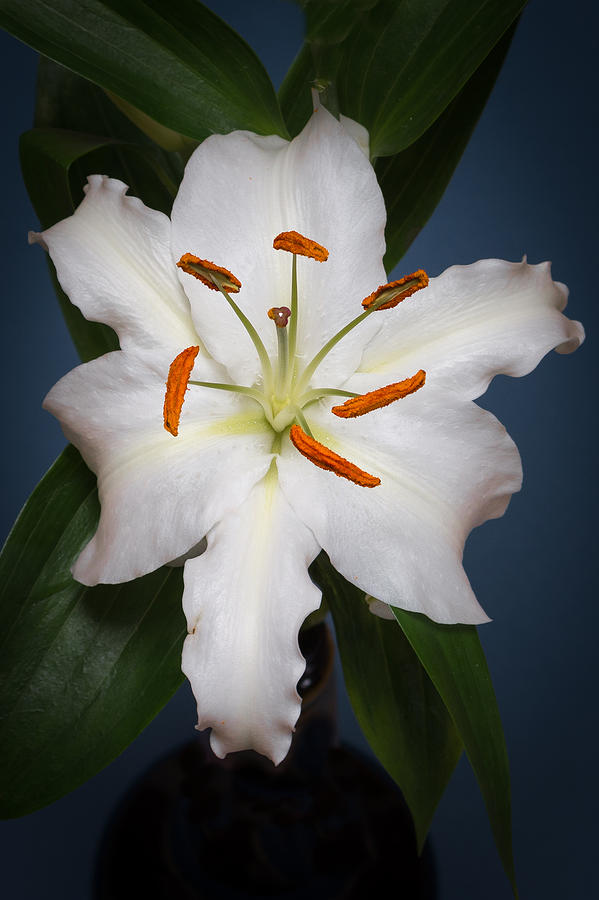 White Tiger Lily Flower Photograph by Kenneth Cole