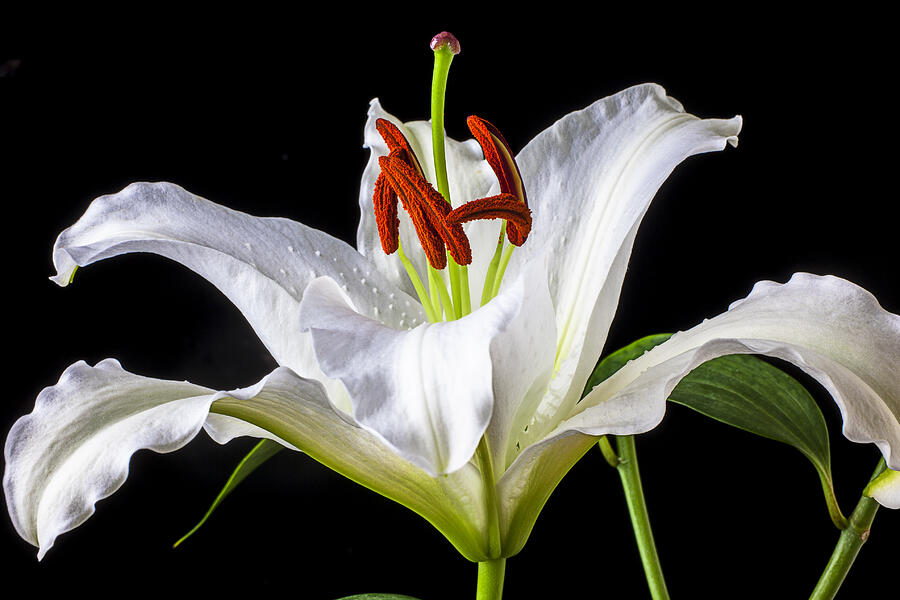 Flower Photograph - White tiger lily still life by Garry Gay