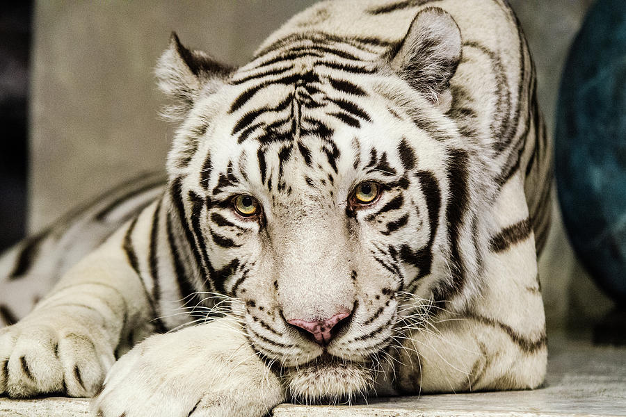 White Tiger Looking at You Photograph by Tammy Ray