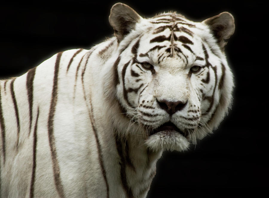 Tiger Photograph - White tiger by Lurch Studios