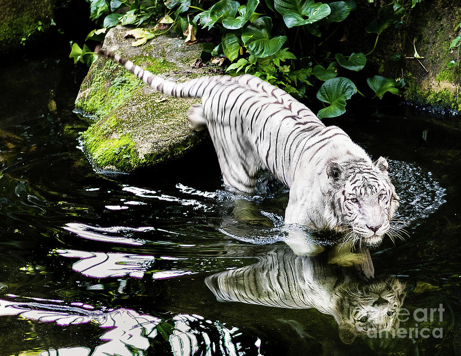 White Tiger Photograph by M G Whittingham