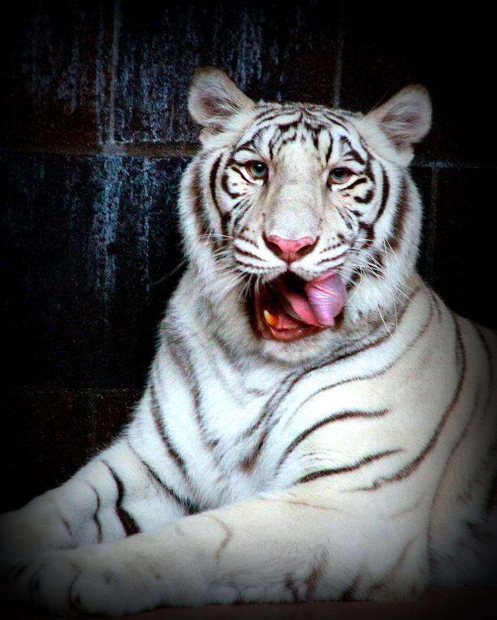 White Tiger Photograph by Mike Dunn