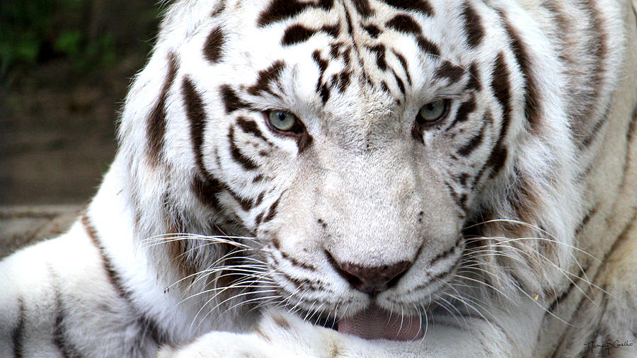 White Tiger Photograph by Nancy  Coelho