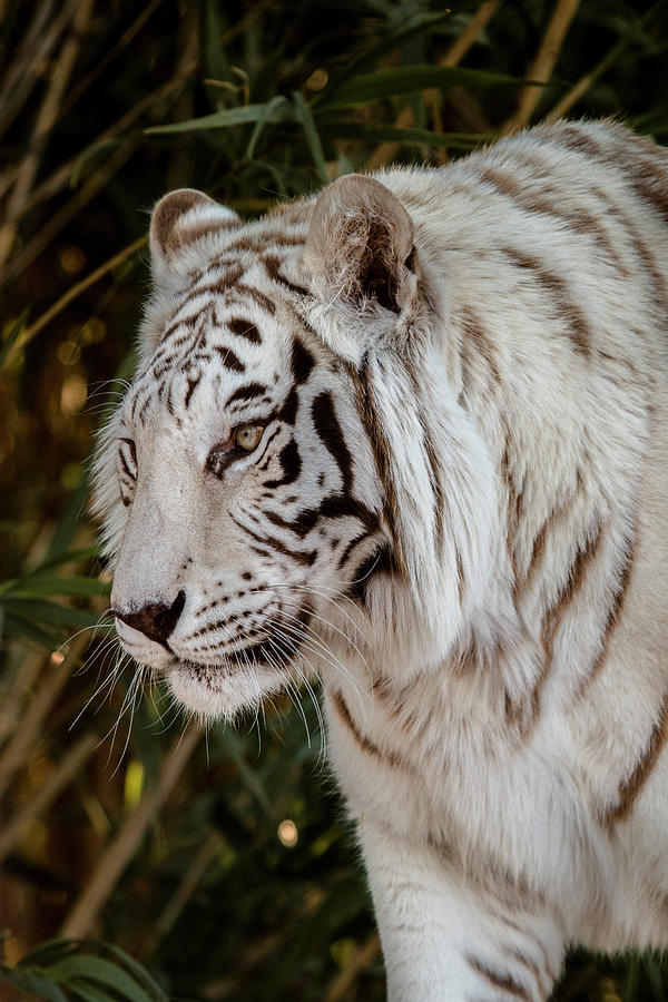 White Tiger Portrait 2 Photograph by Teresa Wilson