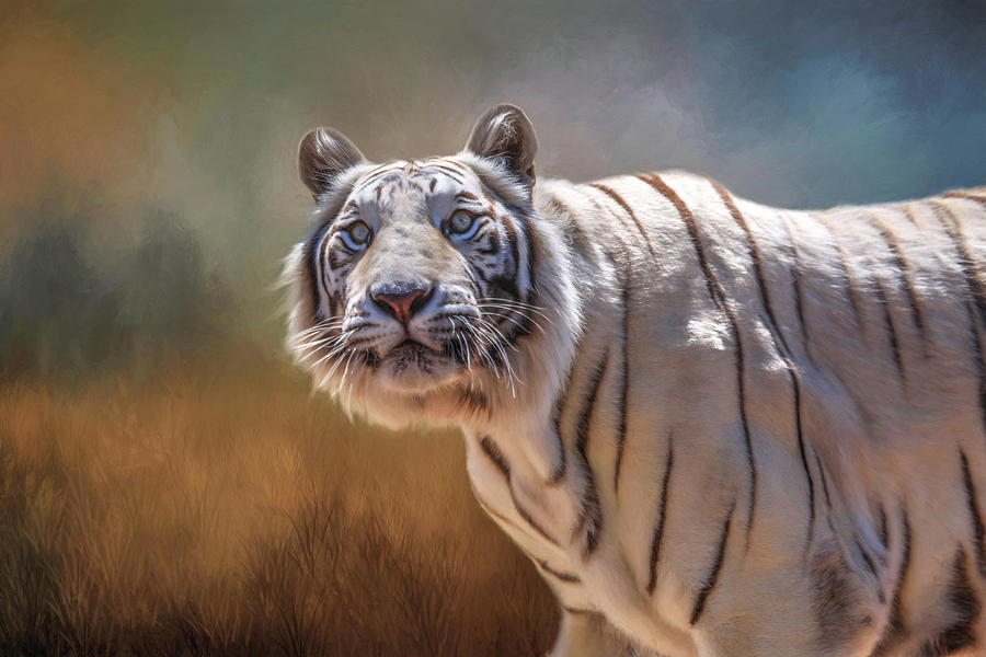 Tiger Photograph - White Tiger Portrait 2 by Donna Kennedy