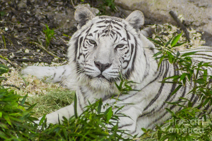 White Tiger Portrait Photograph by Kimberly Blom-Roemer