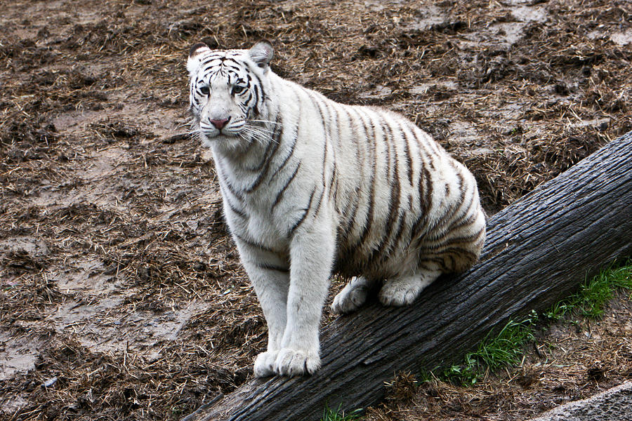 White Tiger Posing Photograph by Douglas Barnett