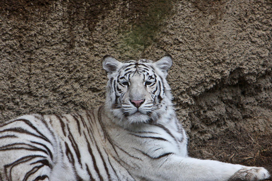 White Tiger Resting Photograph by Douglas Barnett