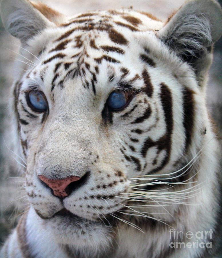 White Tiger Photograph by Roger Becker