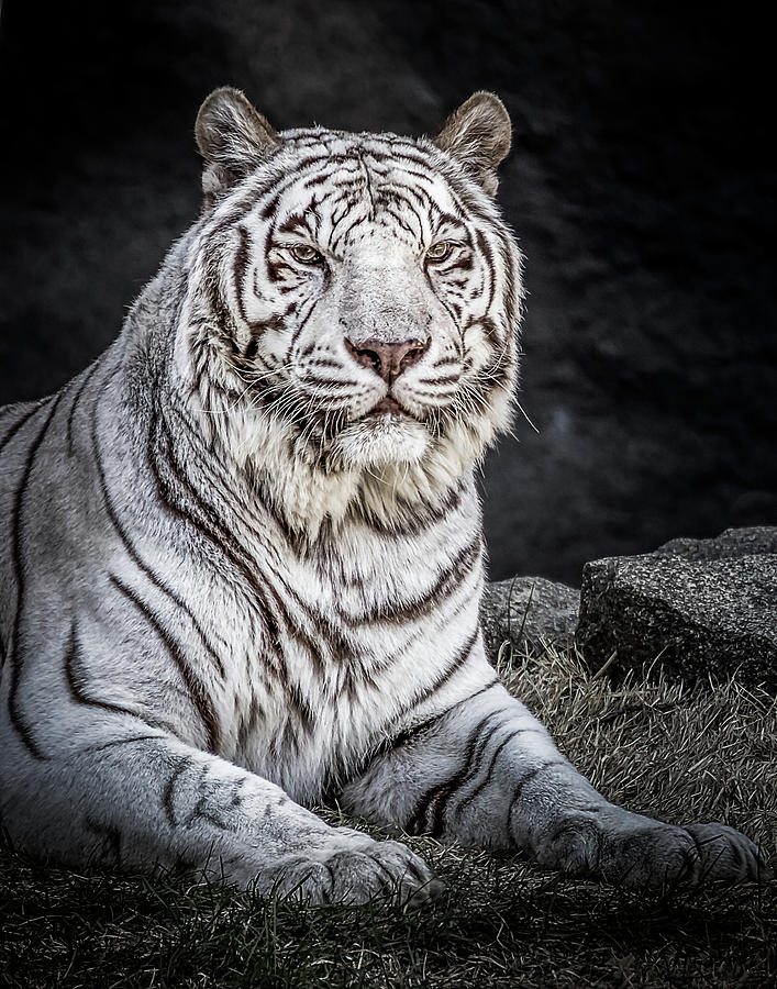 White Tiger Photograph by Ron Pate