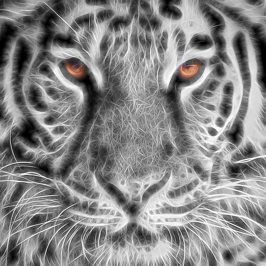 Abstract Photograph - White Tiger by Tom Mc Nemar