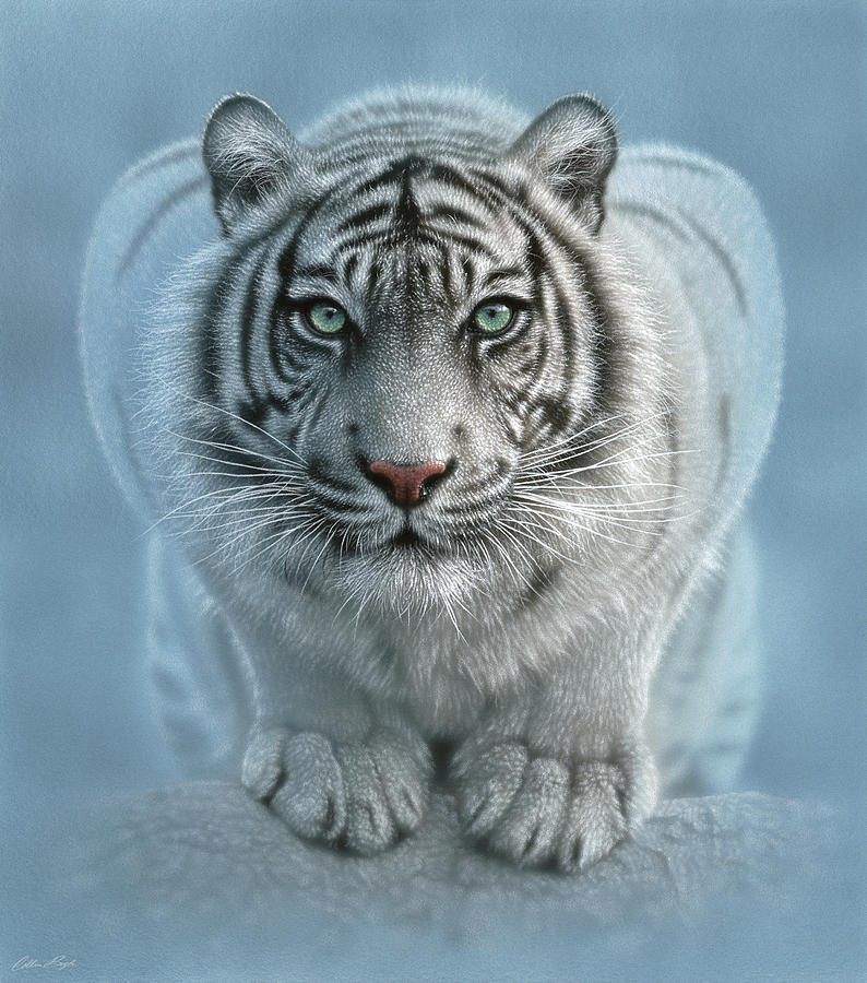 White Tiger - Wild Intentions Painting by Collin Bogle