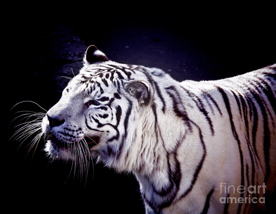 White Tigress V2  Photograph by Douglas Barnard