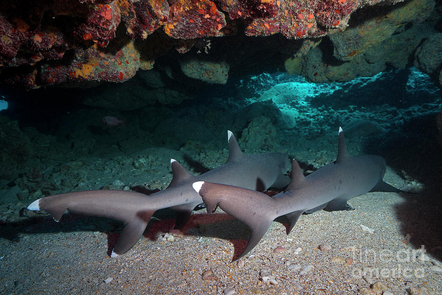 White Tip Grotto  Photograph by Aaron Whittemore