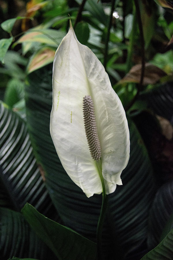 white tongue by Michael Bessler white tongue by Michael Bessler