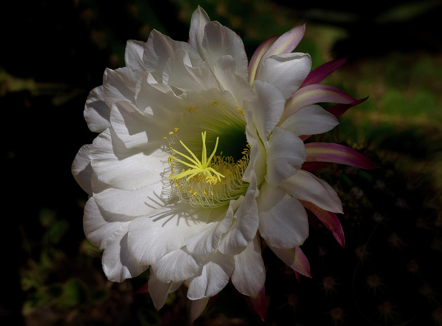 White Torch Cactus Flower  Photograph by Saija Lehtonen